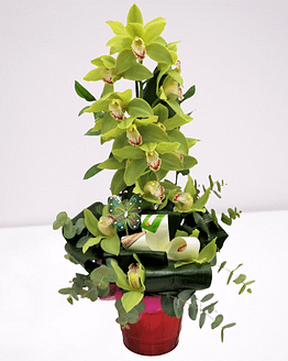 orquidea verde