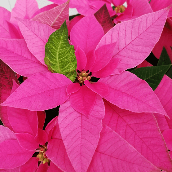 planta de navidad rosa de cerca
