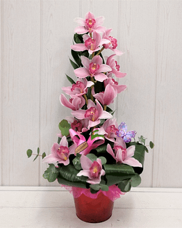 orquideas rosa