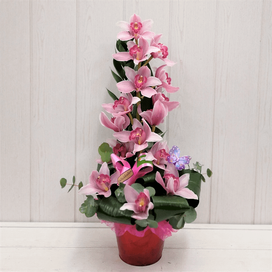 orquideas rosa