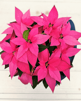 planta de navidad rosa desde arriba