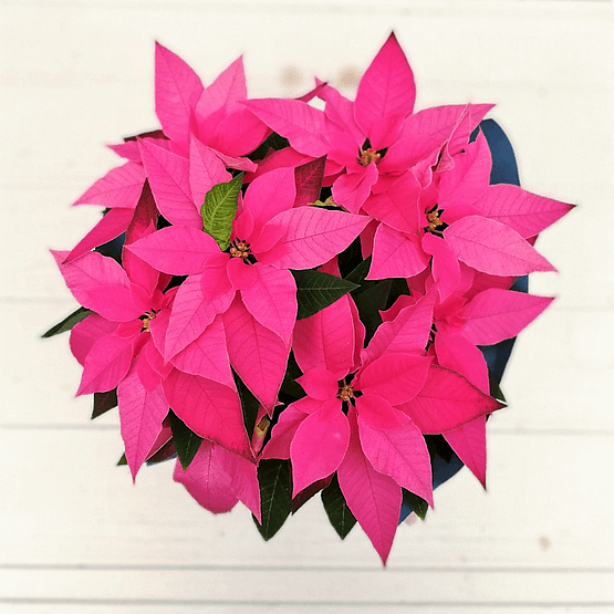 planta de navidad rosa desde arriba