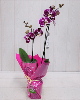 orquídea morada