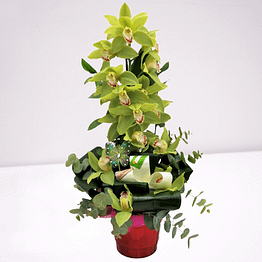 orquidea verde
