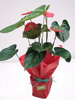 planta anturium