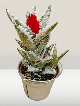 cactus navidad