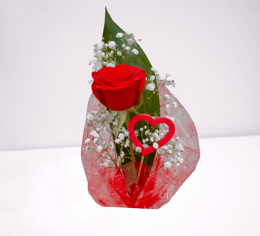 Rosa roja adornada para regalo Regalo romántico ideal para regalo Rosa Roja Individual flores naturales Rosa de Sant Jordi 