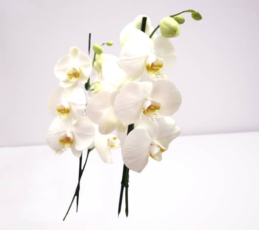 flor orquidea blanca