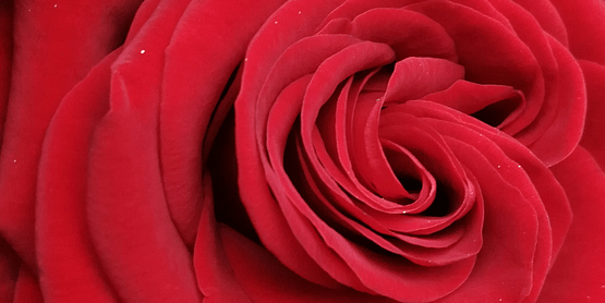 rosa roja de cerca formato cabecera